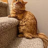 cat, orange_cat, tabby, fluffy, fur, whiskers, eyes, ears, nose, face, sitting, staircase, carpet, indoors, home, portrait, pet, tail, warm_lighting, funny_expression
