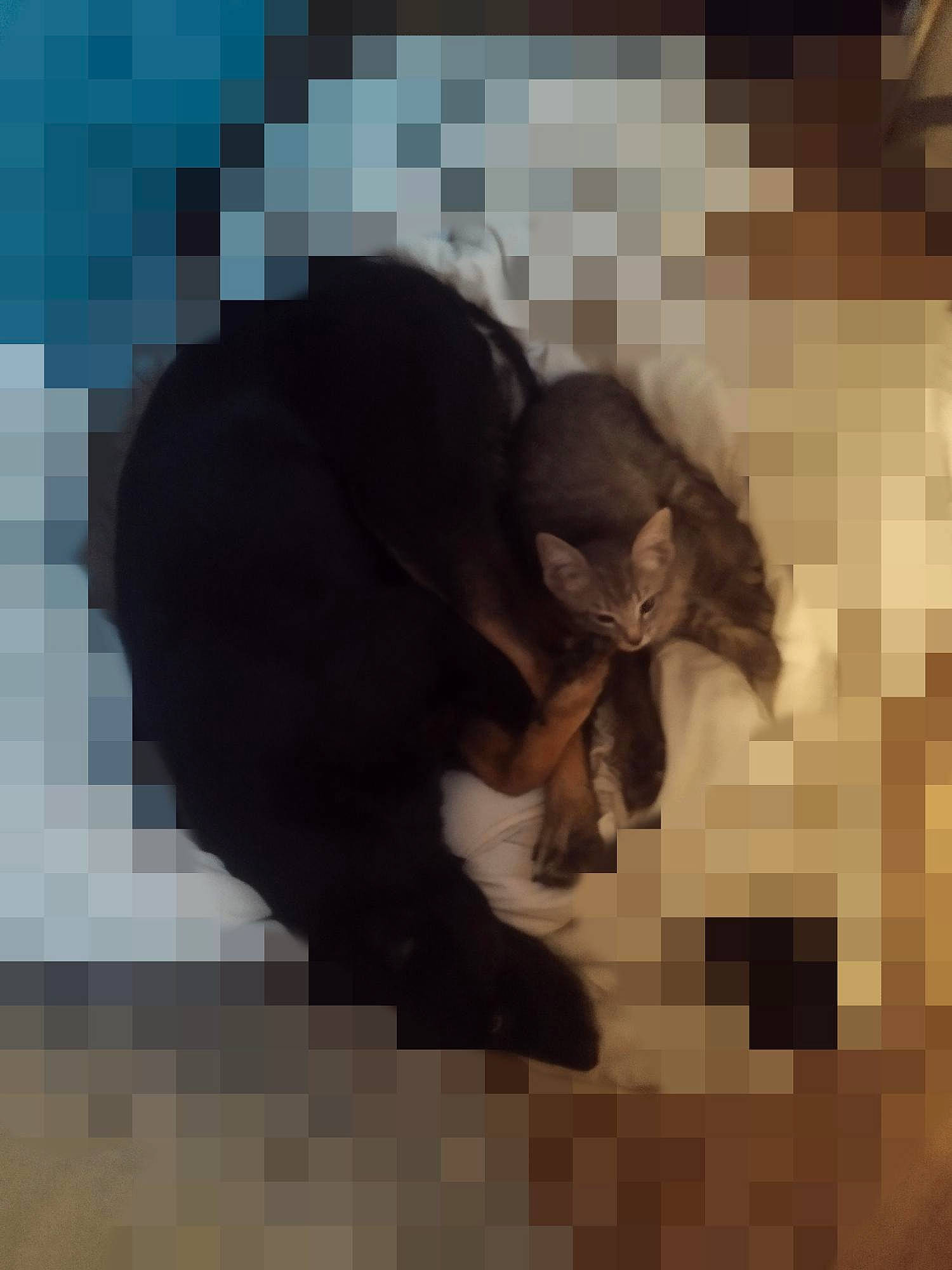 Tigrou a rejoint le concours — aidez-le/la à gagner de superbes lots ! art, comfort, companion_dog, dog_breed, flooring, font, fur, gesture, graphic_design, illustration, love, painting, pattern, photo_caption, shadow, square, tail, terrestrial_animal, tints_and_shades, visual_arts