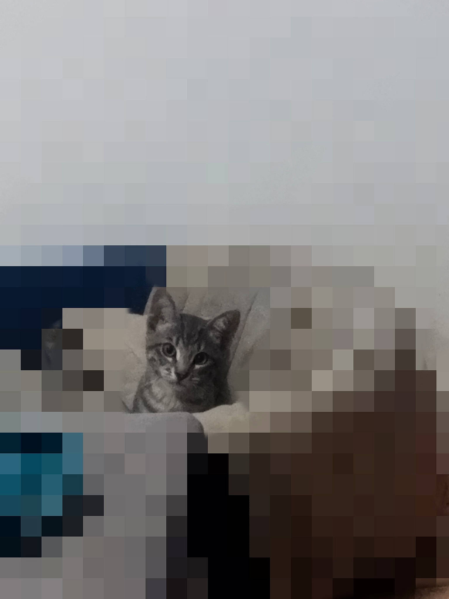 Tigrou a rejoint le concours — aidez-le/la à gagner de superbes lots ! carnivore, cat, comfort, domestic_short_haired_cat, felidae, flooring, font, fur, grey, hardwood, pattern, paw, room, small_to_medium_sized_cats, tail, terrestrial_animal, tire, whiskers, wood