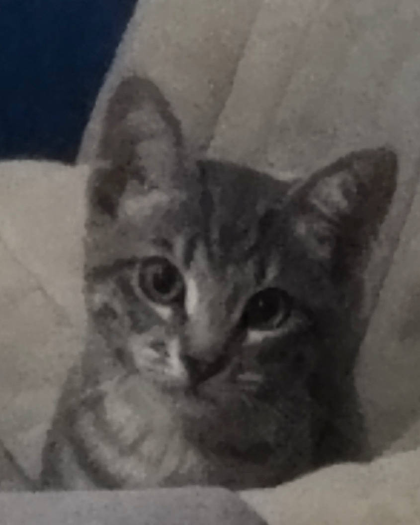 Tigrou a rejoint le concours — aidez-le/la à gagner de superbes lots ! carnivore, cat, domestic_short_haired_cat, door, ear, felidae, fur, head, illustration, monochrome, monochrome_photography, paw, photo_caption, small_to_medium_sized_cats, snout, terrestrial_animal, visual_arts, whiskers, window