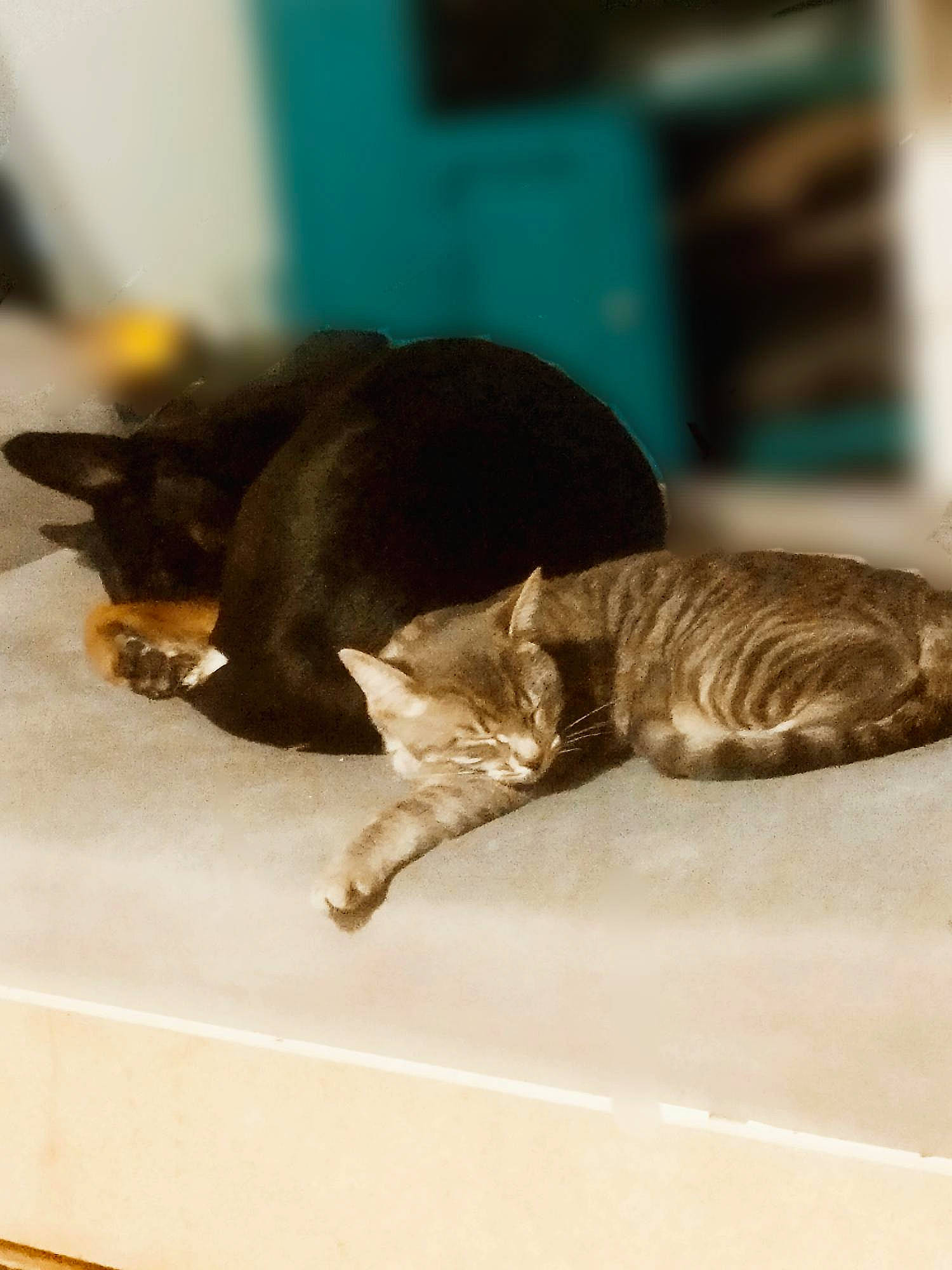 Tigrou a rejoint le concours — aidez-le/la à gagner de superbes lots ! black_cat, brown, canidae, carnivore, cat, claw, dog_breed, domestic_short_haired_cat, fawn, felidae, flooring, fur, liver, small_to_medium_sized_cats, snout, sporting_group, tail, terrestrial_animal, whiskers, wood