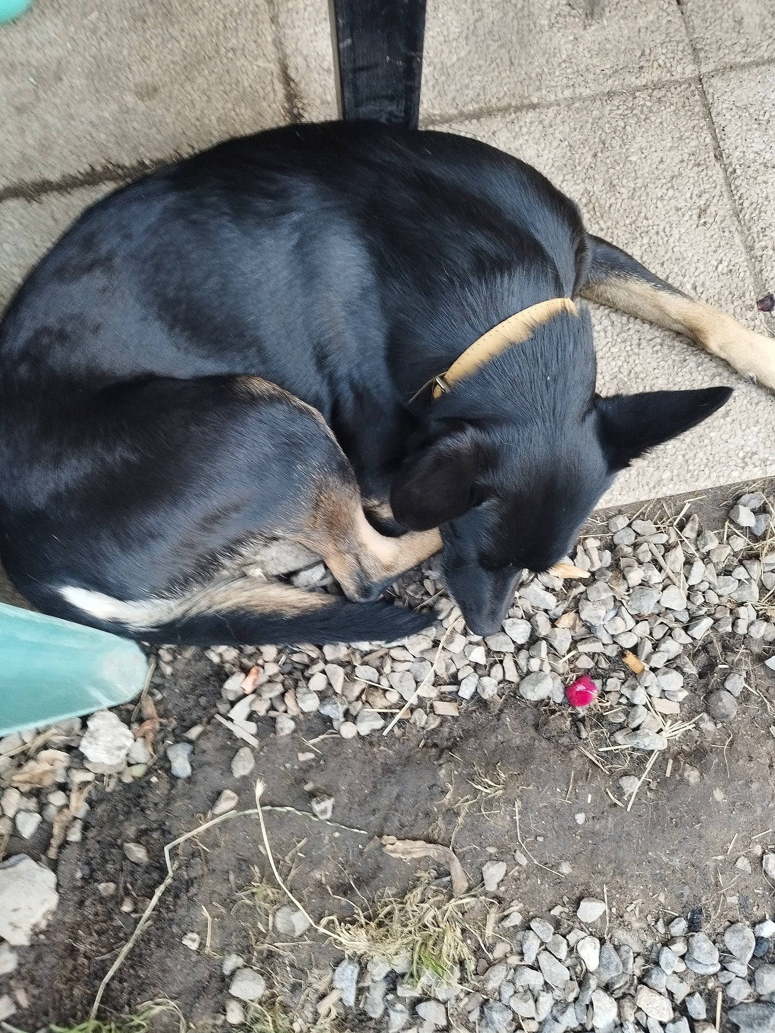 Roxanne participe au concours pour gagner de l'argent avec cette photo : asphalt, carnivore, dog_breed, event, fawn, fender, natural_material, road_surface, snout, soil, sporting_group, tail, terrestrial_animal, working_animal