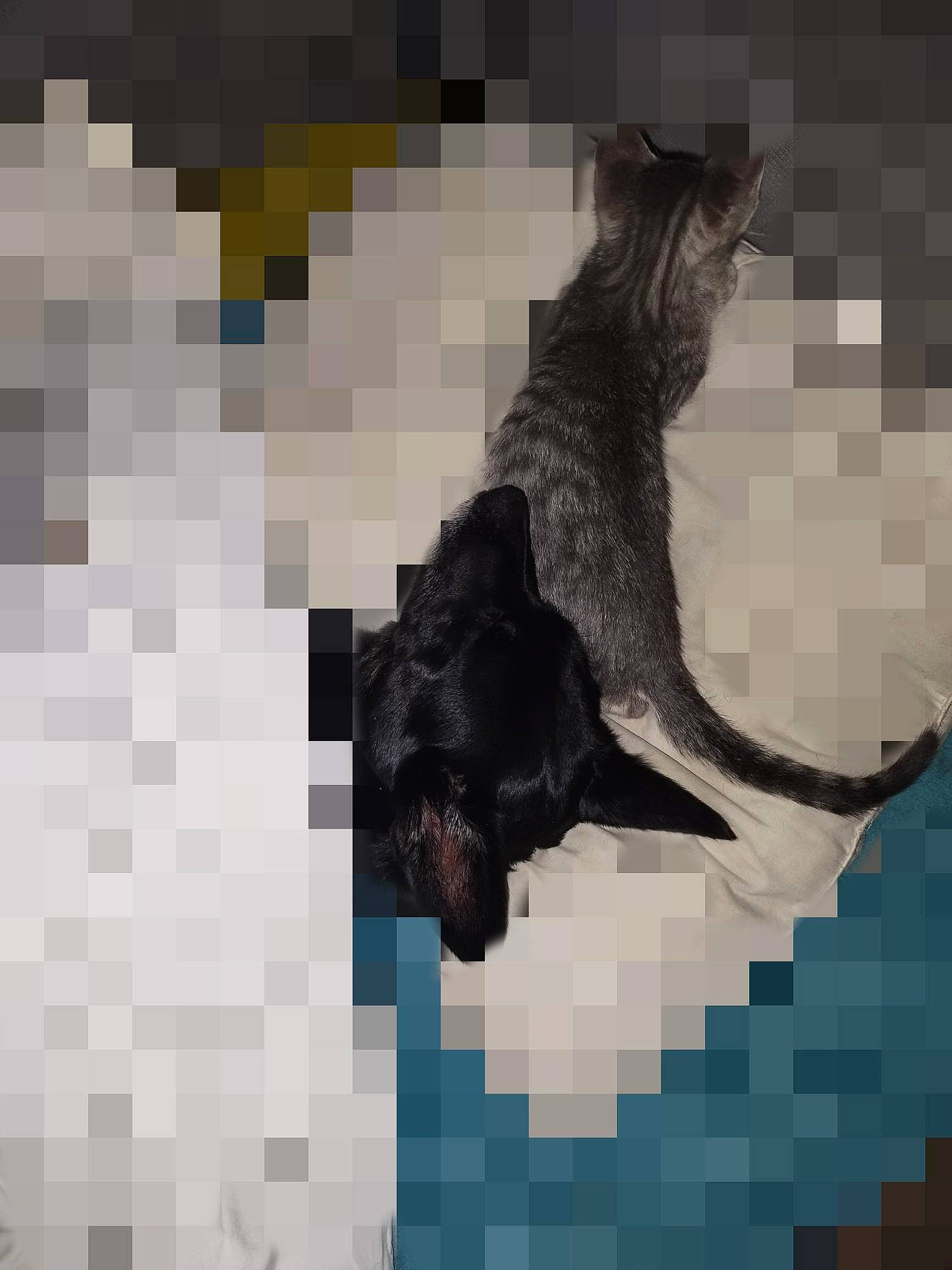 Roxanne a rejoint le concours — aidez-le/la à gagner de superbes lots ! ancient_dog_breeds, art, canidae, carnivore, dog_breed, felidae, fictional_character, font, gesture, graphic_design, graphics, guard_dog, illustration, pattern, snout, sporting_group, tail, terrestrial_animal, visual_arts, working_animal