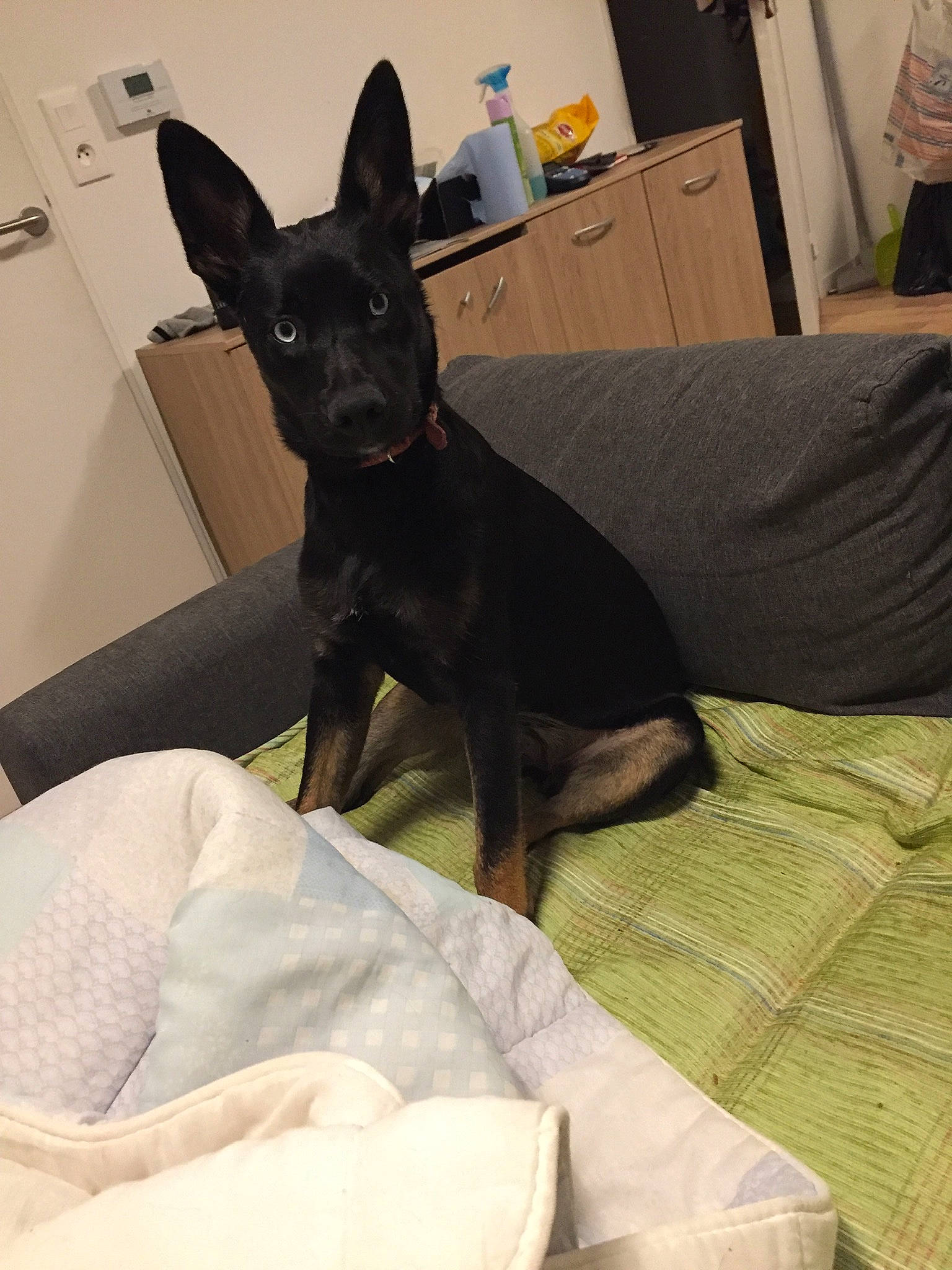 Roxanne a rejoint le concours — aidez-le/la à gagner de superbes lots ! cabinetry, canidae, carnivore, comfort, companion_dog, dog, dog_breed, dog_supply, ear, fawn, guard_dog, non_sporting_group, prazsky_krysarik, room, snout, sporting_group, toy_dog, whiskers, working_animal, working_dog