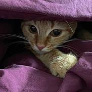 Athena participe au concours pour gagner de l'argent avec cette photo : cat, ginger_cat, paw, blanket, purple_blanket, curious, cozy, indoor, closeup, whiskers, feline, pet, cute, snug, fur, animal, hiding, resting, soft, comfort