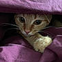 cat, ginger_cat, paw, blanket, purple_blanket, curious, cozy, indoor, closeup, whiskers, feline, pet, cute, snug, fur, animal, hiding, resting, soft, comfort