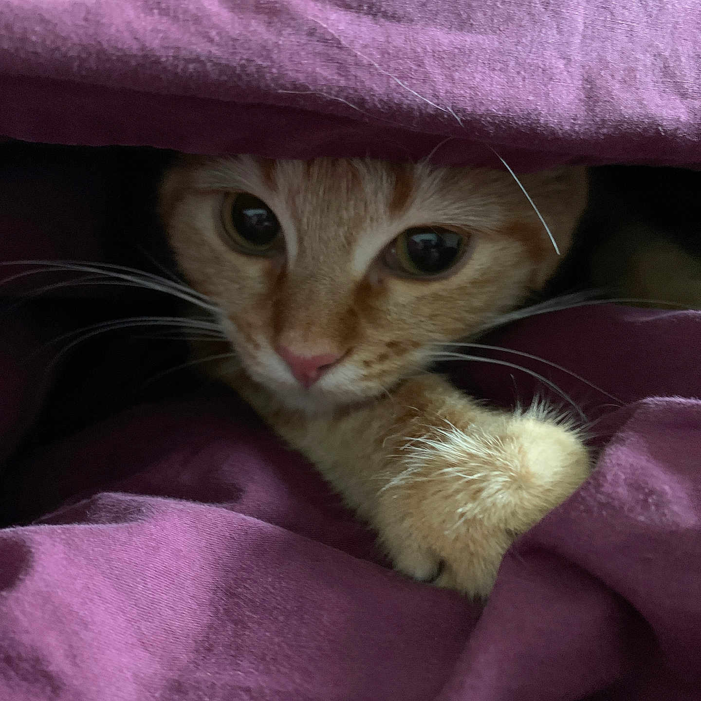 Athena participe au concours pour gagner de l'argent avec cette photo : animal, blanket, cat, closeup, comfort, cozy, curious, cute, feline, fur, ginger_cat, hiding, indoor, paw, pet, purple_blanket, resting, snug, soft, whiskers