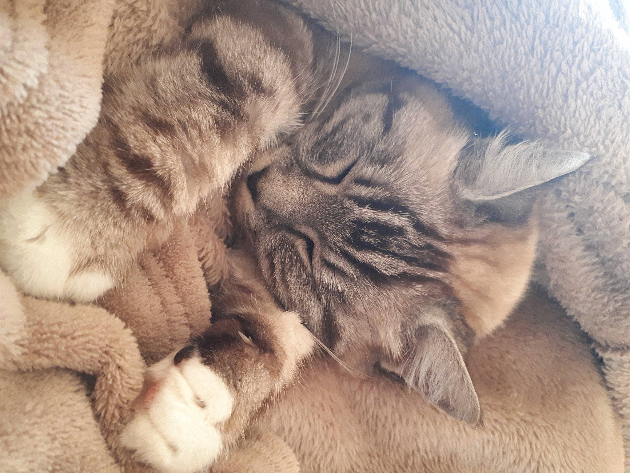 Betty a rejoint le concours — aidez-le/la à gagner de superbes lots ! carnivore, cat, claw, close_up, comfort, domestic_short_haired_cat, eye, fawn, felidae, fur, grey, leg, nap, paw, small_to_medium_sized_cats, snout, terrestrial_animal, whiskers, wildlife, wrinkle