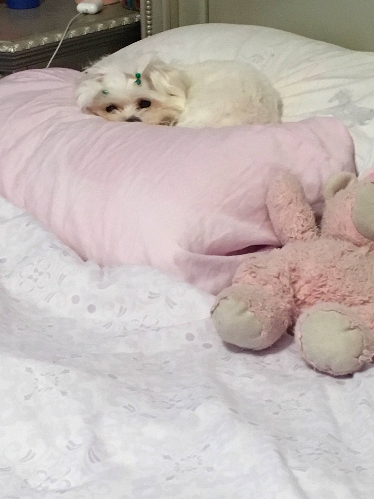 Lia is registered to the contest to win money with this photo: bed_sheet, bedding, bichon, blanket, canidae, carnivore, companion_dog, dog, furniture, linens, maltese, non_sporting_group, puppy, textile, toy_dog
