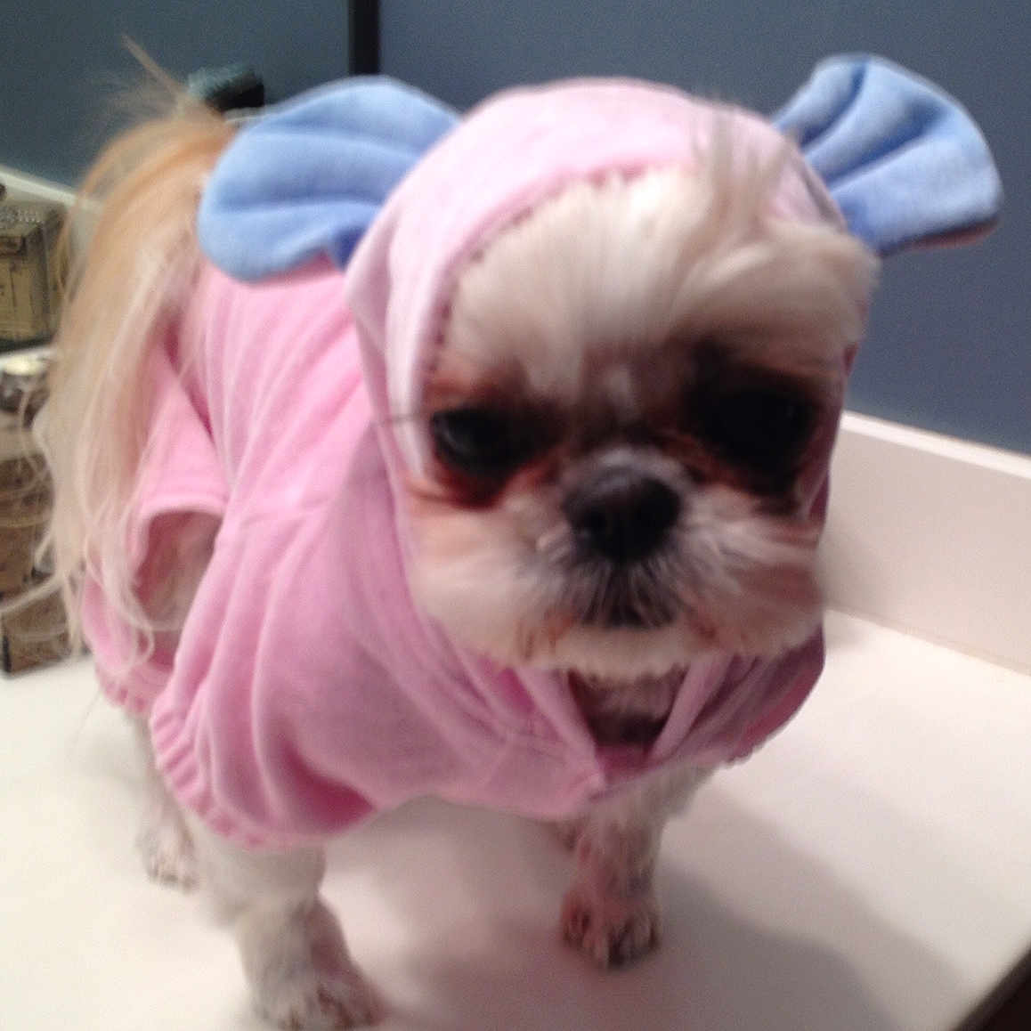 Sassi joined the competition — help win amazing prizes! canidae, carnivore, chinese_imperial_dog, companion_dog, dog, dog_breed, dog_clothes, ear, eye, head, mammal, non_sporting_group, nose, pink, puppy, puppy_love, shih_tzu, skin, snout, toy_dog