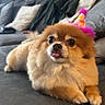 Honey is registered to the contest to win money with this photo: dog, small_dog, party_hat, fluffy, tongue_out, couch, living_room, pillow, blanket, cute, pet, indoor, cozy, fur, brown, white, animal, relaxed, playful, celebration