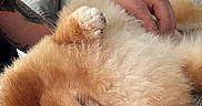 Honey joined the competition — help win amazing prizes! dog, pomeranian, pet, fluffy, close_up, couch, indoor, hand, tattoo, fur, relaxing, cozy, portrait, animal, companion, cute, friendly, home, texture, resting