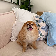 Honey is registered to the contest to win money with this photo: dog, pomeranian, pet, fluffy, couch, pillows, indoor, happy, smiling, tongue_out, plant, mirror, cozy, beige, floral_pillow, blue_pillow, fur, small_dog, sitting, home