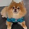 Honey is registered to the contest to win money with this photo: dog, pomeranian, pet, animal, fur, cute, indoors, floor, jersey, clothing, sportswear, teal, small_dog, fluffy, face, ears, paws, looking, lying_down, domestic_animal