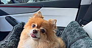 Honey is registered to the contest to win money with this photo: animal, car_interior, clouds, companion, cozy, cute, daytime, dog, door_panel, fluffy, fur, leather, outdoor_view, pet_bed, pomeranian, seat, sky, tongue_out, trees, window