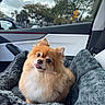 dog, pomeranian, pet_bed, car_interior, window, sky, clouds, trees, fur, cute, tongue_out, seat, door_panel, leather, cozy, fluffy, animal, companion, daytime, outdoor_view