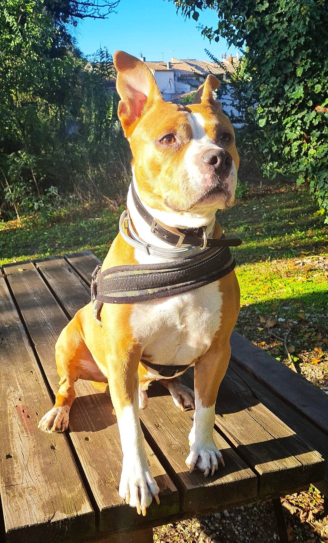 Isko a rejoint le concours — aidez-le/la à gagner de superbes lots ! canidae, carnivore, collar, companion_dog, dog, dog_breed, dog_clothes, dog_collar, fawn, grass, leash, pet_supply, plant, sky, snout, sporting_group, tree, whiskers, wood, working_animal