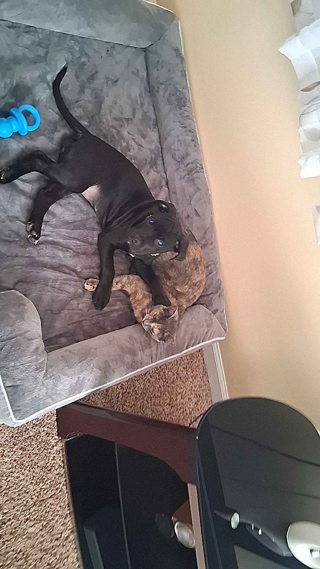 Leah is registered to the contest to win money with this photo: dog, cat, pet_bed, black_dog, brindle_cat, toy, blue_toy, carpet, furniture, indoor, animal, pet, resting, snuggling, cozy, home, gray_bed, floor, cute, companions