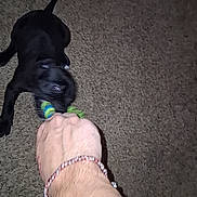Leah joined the competition — help win amazing prizes! dog, black_dog, toy, rope_toy, hand, arm, carpet, playing, tug_of_war, pet, indoor, animal, interaction, fun, leisure, home, mammal, fur, paw, chewing