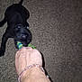 dog, black_dog, toy, rope_toy, hand, arm, carpet, playing, tug_of_war, pet, indoor, animal, interaction, fun, leisure, home, mammal, fur, paw, chewing