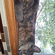 Myla Delgado joined the competition — help win amazing prizes! cat, tabby, sleeping, windowsill, window, wood, tile, indoor, pet, fur, whiskers, relaxed, daylight, nature, greenery, home, animal, quiet, cozy, resting
