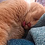 Cinnamon joined the competition — help win amazing prizes! cat, orange_cat, sleeping, tongue_out, close_up, fluffy, fur, pet, cozy, blanket, blue_blanket, resting, cute, animal, whiskers, soft, nap, indoors, relaxed, feline