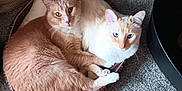 Cinnamon joined the competition — help win amazing prizes! cat, cats, pet, feline, snuggling, bed, carpet, indoor, cozy, animal, cute, two, orange_cat, white_cat, blue_eyes, amber_eyes, domestic_cat, resting, companionship, floor