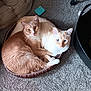 cat, cats, pet, feline, snuggling, bed, carpet, indoor, cozy, animal, cute, two, orange_cat, white_cat, blue_eyes, amber_eyes, domestic_cat, resting, companionship, floor