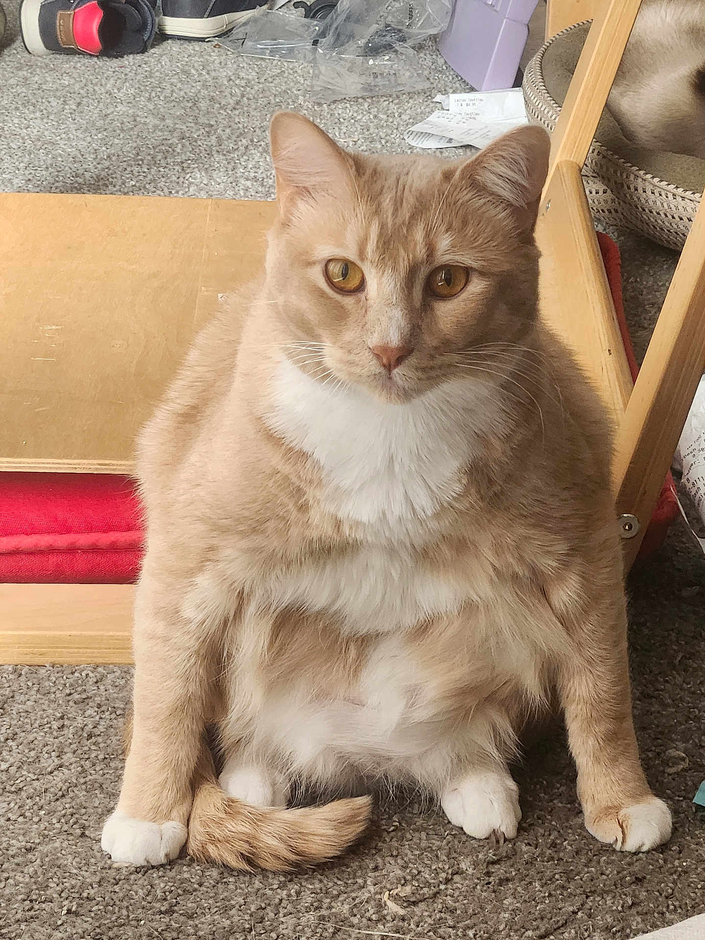 Cinnamon is registered to the contest to win money with this photo: cat, ginger_cat, white_paws, carpet, indoor, sitting, pet, household, furniture, chair, shoe, curious, fluffy, tail, closeup, domestic_animal, feline, orange_fur, whiskers, portrait