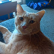 Cinnamon is registered to the contest to win money with this photo: cat, orange_tabby, indoor, close_up, feline, pet, whiskers, fur, ears, eyes, relaxed, looking_at_camera, cozy, carpet, home, domestic_animal, animal, portrait, sitting, natural_light