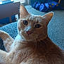 cat, orange_tabby, indoor, close_up, feline, pet, whiskers, fur, ears, eyes, relaxed, looking_at_camera, cozy, carpet, home, domestic_animal, animal, portrait, sitting, natural_light