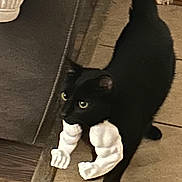 Timothy James joined the competition — help win amazing prizes! black_cat, cat, indoor, floor, tile_floor, muscular_arms, toy, funny, pet, animal, walking, home, curious, playful, humor, closeup, feline, cute, domestic_cat, paws