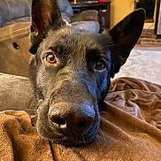 Fritz joined the competition — help win amazing prizes! dog, black_dog, close_up, pet, indoor, blanket, brown_blanket, sofa, cozy, resting, portrait, animal, canine, ears, nose, eyes, living_room, home, furniture, relaxed