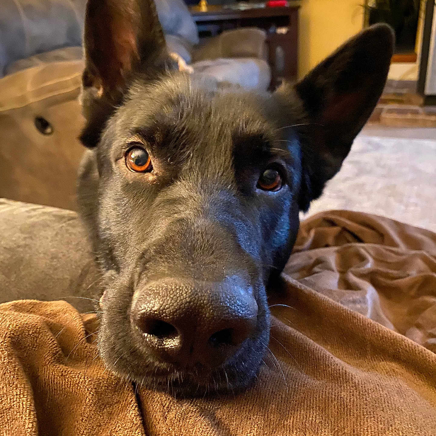 Fritz