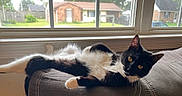 Punky joined the competition — help win amazing prizes! cat, black_and_white, lounging, couch, indoor, window, suburban, house, greenery, relaxed, pet, feline, fur, yellow_eyes, stretching, daylight, home, cozy, resting, curious