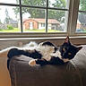 cat, black_and_white, lounging, couch, indoor, window, suburban, house, greenery, relaxed, pet, feline, fur, yellow_eyes, stretching, daylight, home, cozy, resting, curious