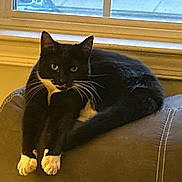 Punky joined the competition — help win amazing prizes! cat, tuxedo_cat, black_and_white, indoor, pet, animal, feline, couch, leather, window, resting, relaxed, whiskers, paws, fur, domestic_cat, household, looking, mammal, portrait