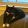 cat, tuxedo_cat, black_and_white, indoor, pet, animal, feline, couch, leather, window, resting, relaxed, whiskers, paws, fur, domestic_cat, household, looking, mammal, portrait