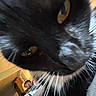 cat, close_up, black_and_white, whiskers, eye, face, indoor, bed, person, man, furniture, room, lamp, curious, pet, animal, domestic, relaxed, background, portrait
