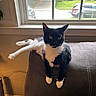 cat, tuxedo_cat, pet, animal, indoor, couch, furniture, window, daylight, relaxed, black_and_white, whiskers, ears, paw, tail, home, domestic, resting, living_room, sunlight