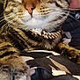cat, tabby_cat, close_up, pet, collar, rhinestone, paw, claws, person, hoodie, indoor, fur, whiskers, face, relaxed, stretching, cozy, patterned_clothing, animal, domestic