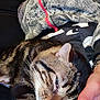 cat, tabby, pet, hand, relaxation, cozy, person, hoodie, red_zipper, patterned_clothing, indoor, closeup, comfort, feline, sleepy, fur, animal, cute, domestic_pet, resting