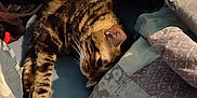 Jonny a rejoint le concours — aidez-le/la à gagner de superbes lots ! cat, tabby, sleeping, blanket, pillow, bed, indoor, cozy, resting, striped, fur, whiskers, home, comfort, nap, soft, shadow, blue, fabric, relaxation