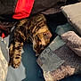 cat, tabby, sleeping, blanket, pillow, bed, indoor, cozy, resting, striped, fur, whiskers, home, comfort, nap, soft, shadow, blue, fabric, relaxation