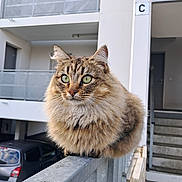 Holly a rejoint le concours — aidez-le/la à gagner de superbes lots ! alert, animal, apartment, balcony, building, car, cat, closeup, door, feline, fluffy, green_eyes, metal, outdoor, perched, pet, railing, stairs, tabby, urban