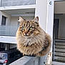 alert, animal, apartment, balcony, building, car, cat, closeup, door, feline, fluffy, green_eyes, metal, outdoor, perched, pet, railing, stairs, tabby, urban