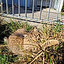 Holly a rejoint le concours — aidez-le/la à gagner de superbes lots ! animal, background, cat, closeup, daylight, fence, grass, greenery, mammal, nature, outdoor, pet, playful, quiet, resting, shadows, sunlight, tabby_cat, wildlife, yellow_eyes