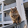 Holly participe au concours pour gagner de l'argent avec cette photo : animal, apartment_building, architecture, balcony, cat, curious, daylight, feline, fluffy, green_eyes, metal, outdoor, pet, railing, sitting, sky, tabby, urban, whiskers, window