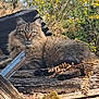 animal, cat, closeup, eyes, feline, fluffy, fur, greenery, leaves, mammal, nature, outdoor, peaceful, relaxed, resting, sunlight, tabby_cat, wildlife, wood, yellow_flowers