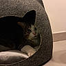 Many participe au concours pour gagner de l'argent avec cette photo : cat, tabby_cat, pet, animal, indoor, cat_cave, felt, cozy, cushion, resting, cute, paw, whiskers, feline, home, floor, tile, shadow, relaxing, peeking
